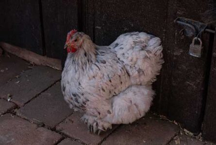 How to Make a Quick and Easy Chicken Saddle Image